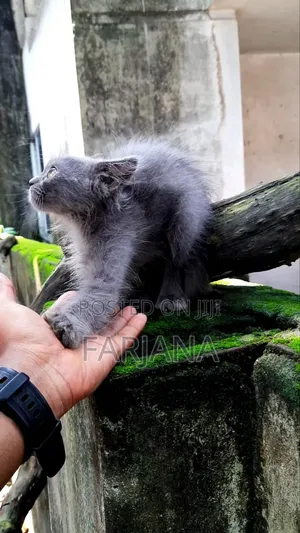 1-3 Months Female Purebred Persian