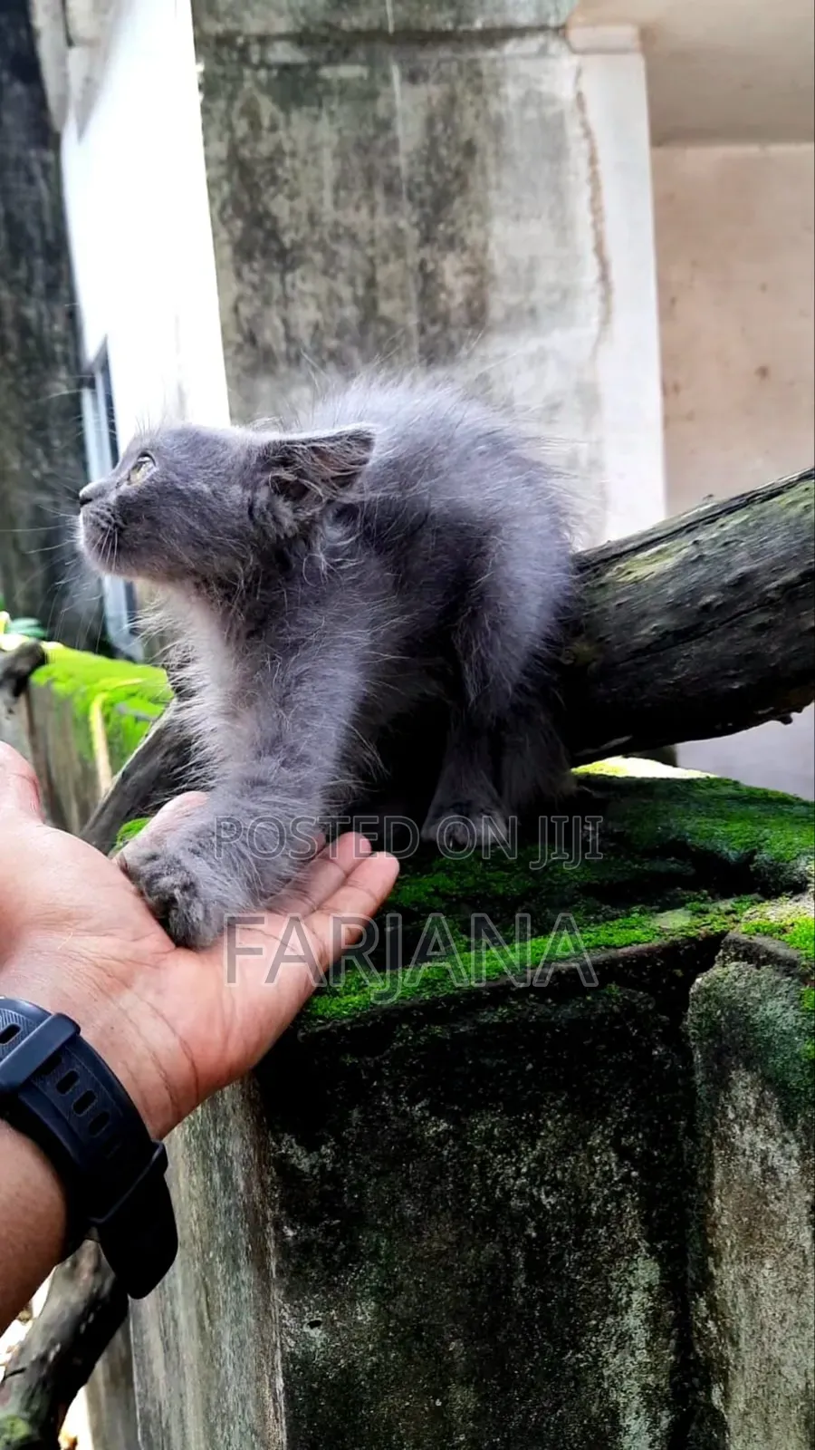 1-3 Months Female Purebred Persian