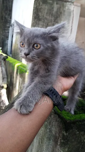 1-3 Months Female Purebred Persian