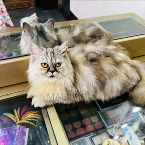 Photo - 1+ Year Female Purebred Persian