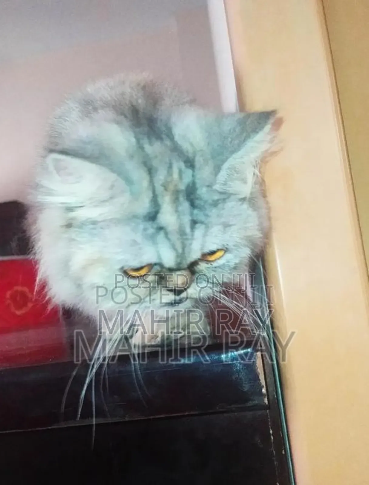 1+ Year Female Purebred Persian