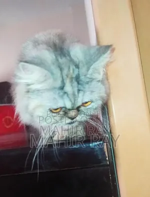 1+ Year Female Purebred Persian