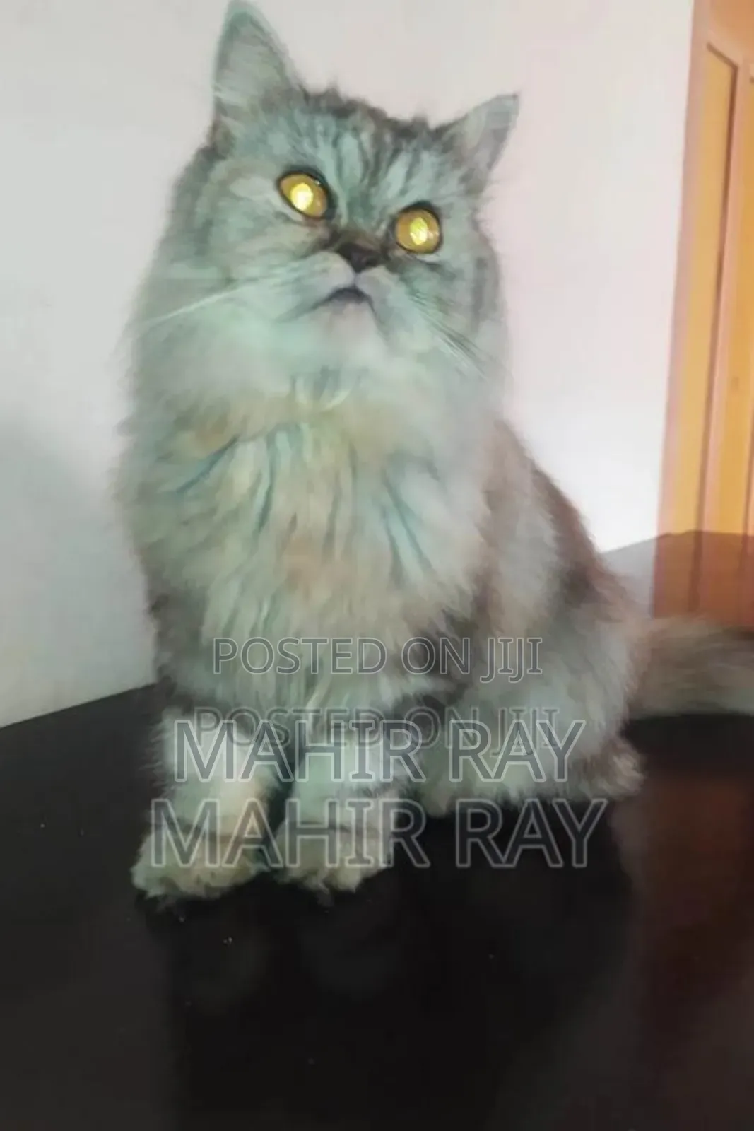 1+ Year Female Purebred Persian