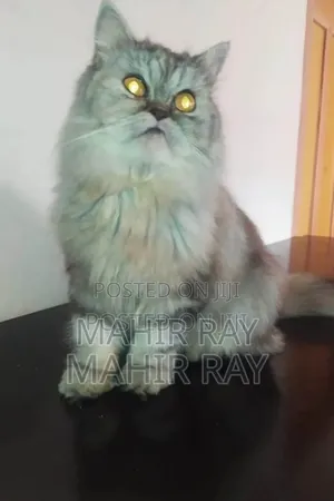 1+ Year Female Purebred Persian