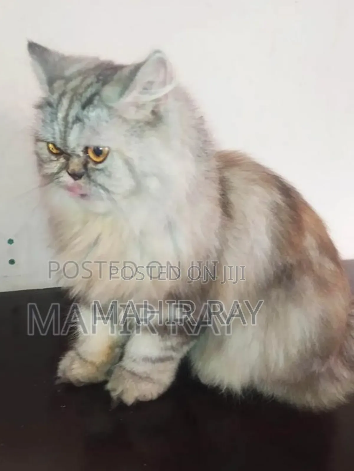 1+ Year Female Purebred Persian