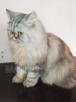 1+ Year Female Purebred Persian