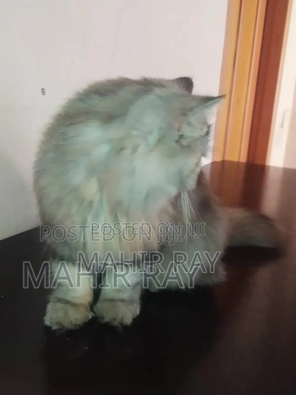 1+ Year Female Purebred Persian