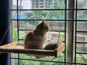 Cat Window Hammock