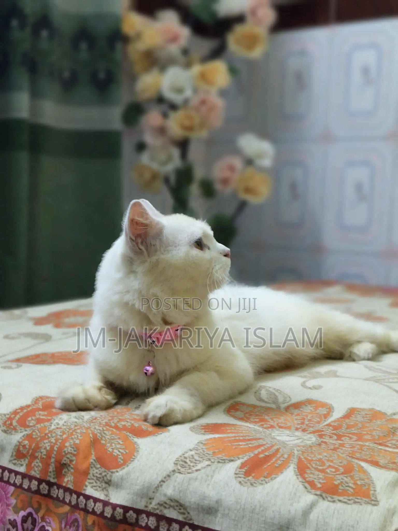 1+ Year Female Purebred Persian