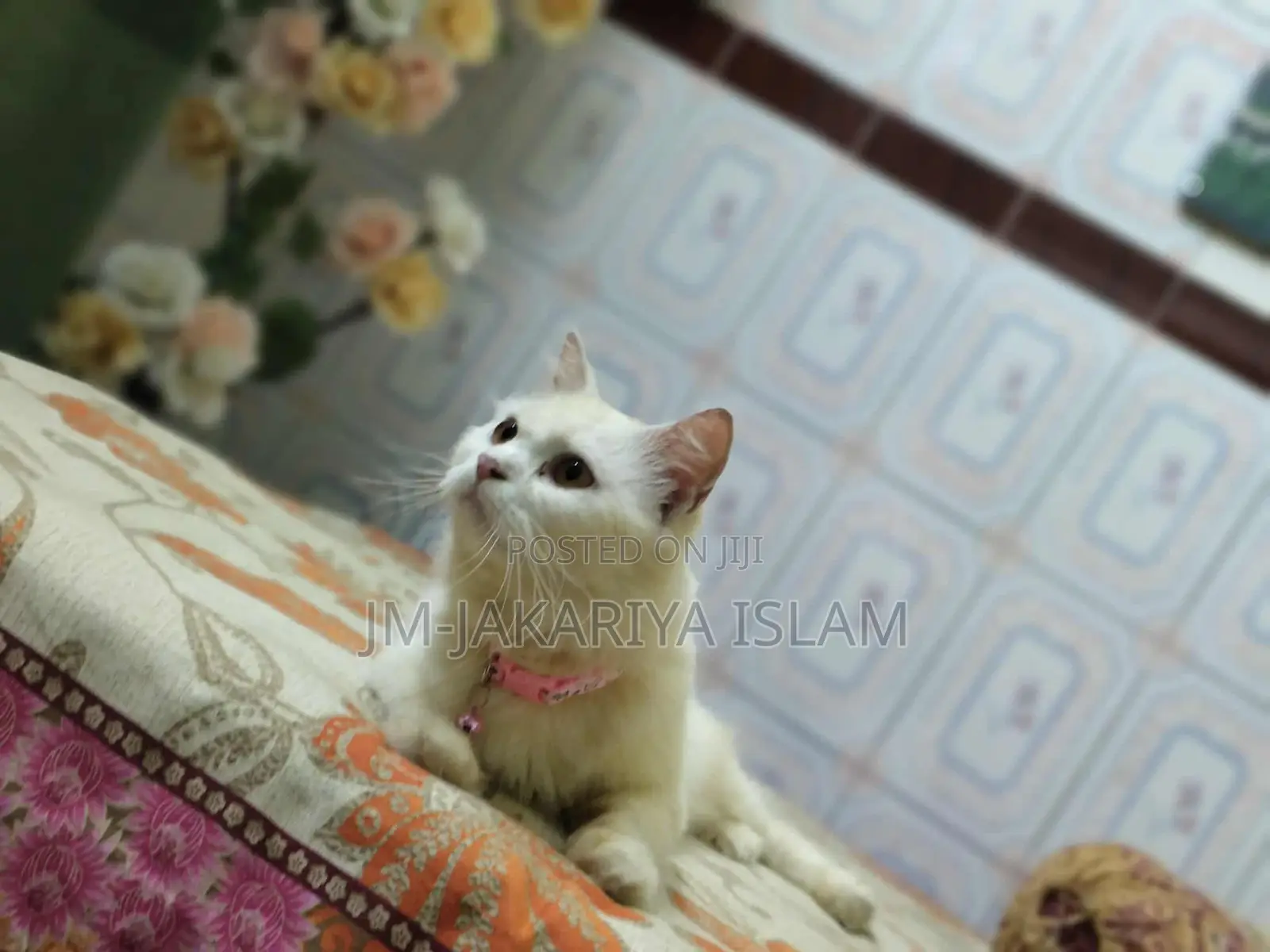 1+ Year Female Purebred Persian