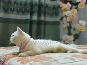 1+ Year Female Purebred Persian