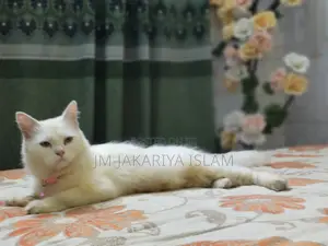 1+ Year Female Purebred Persian