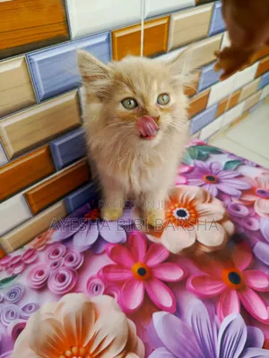 1-3 Months Female Purebred Persian