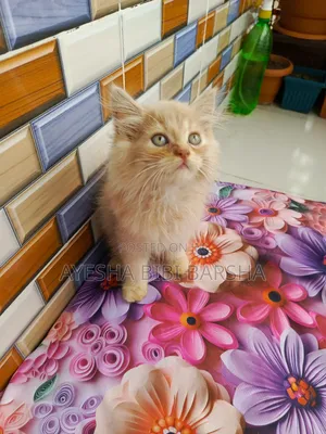 1-3 Months Female Purebred Persian