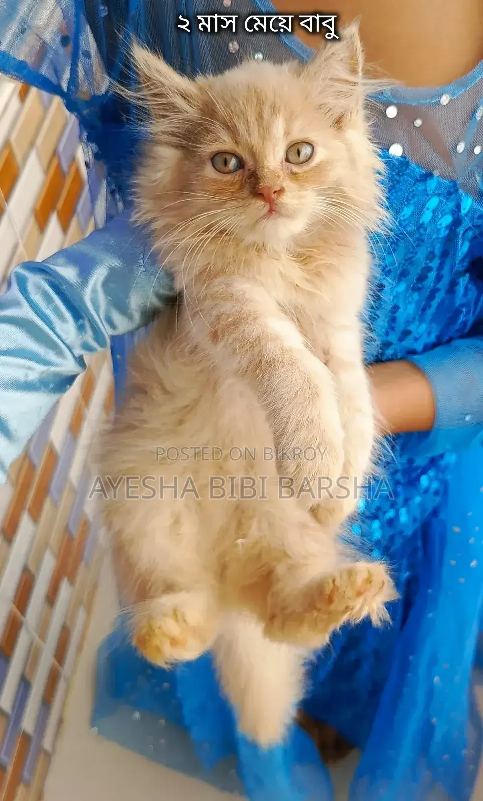 ১-৩ মাসের ফিমেল পিওর পার্সিয়ান