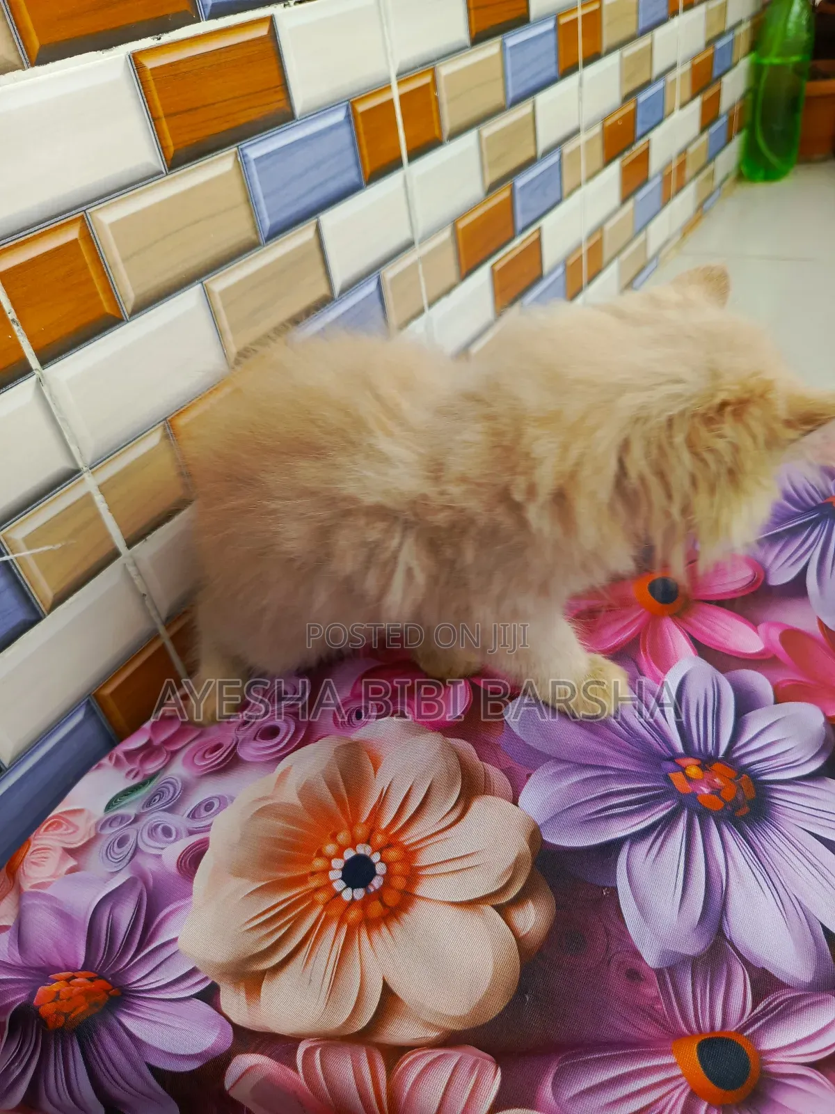 1-3 Months Female Purebred Persian