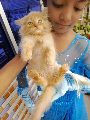 Photo - 1-3 Months Female Purebred Persian