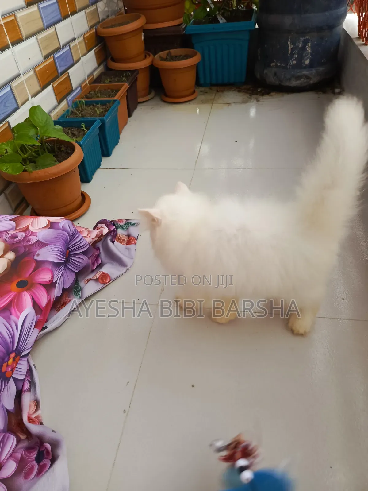 1-3 Months Female Purebred Persian