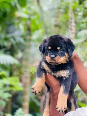 Photo - 1-3 Months Male Purebred Rottweiler