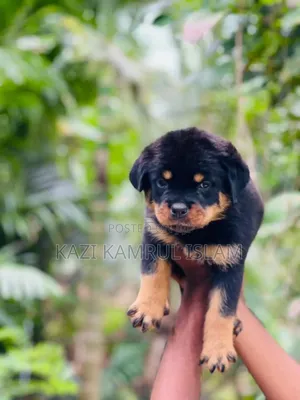 1-3 Months Male Purebred Rottweiler