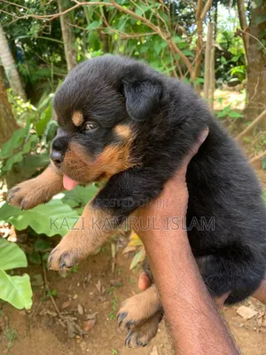 1-3 Months Male Purebred Rottweiler
