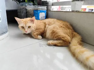 Photo - 6-12 Months Female Mixed Breed Persian