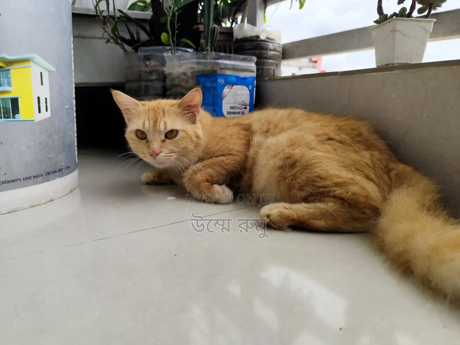 6-12 Months Female Mixed Breed Persian