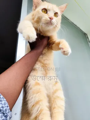 6-12 Months Female Mixed Breed Persian