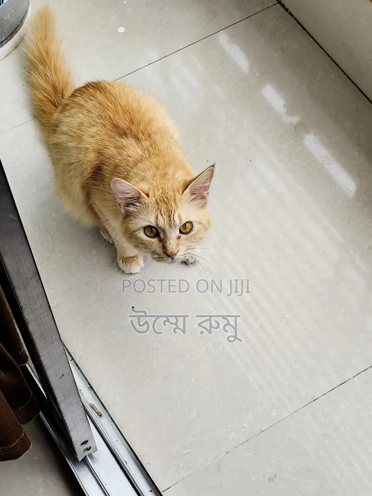 6-12 Months Female Mixed Breed Persian