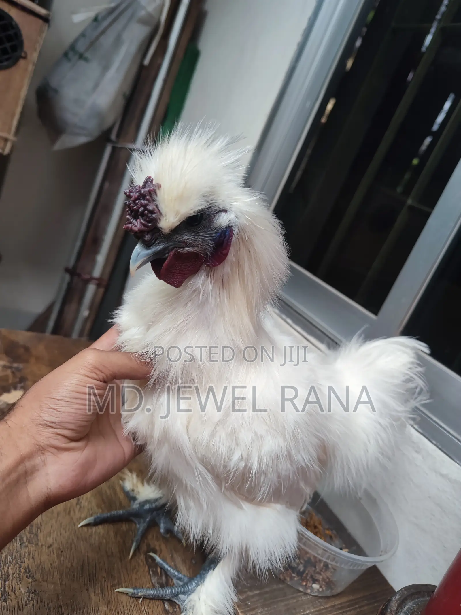 এডাল্ট সিল্কি মোরগ।। Adult Silky Chicken