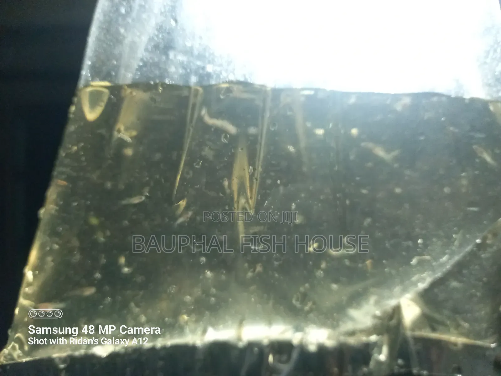 Guppy Fry 0-20 ( 500 Pcs)