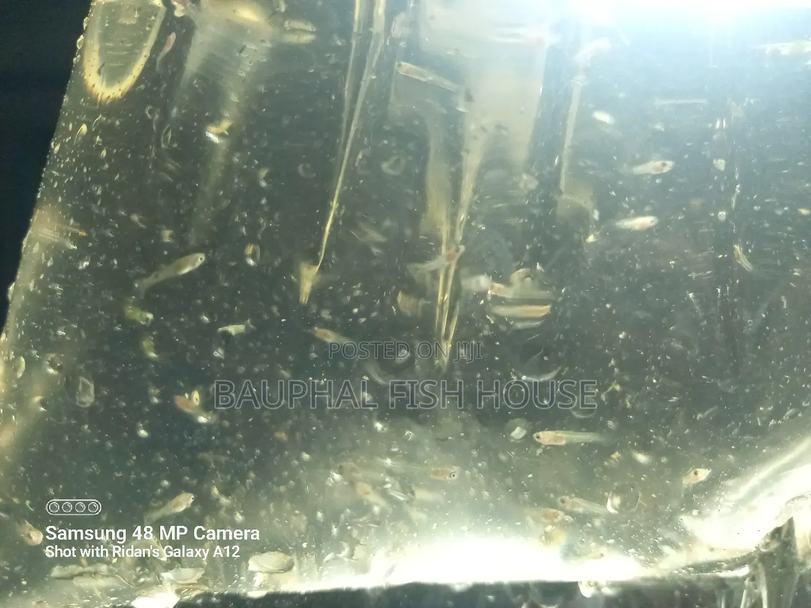 Guppy Fry 0-20 ( 500 Pcs)