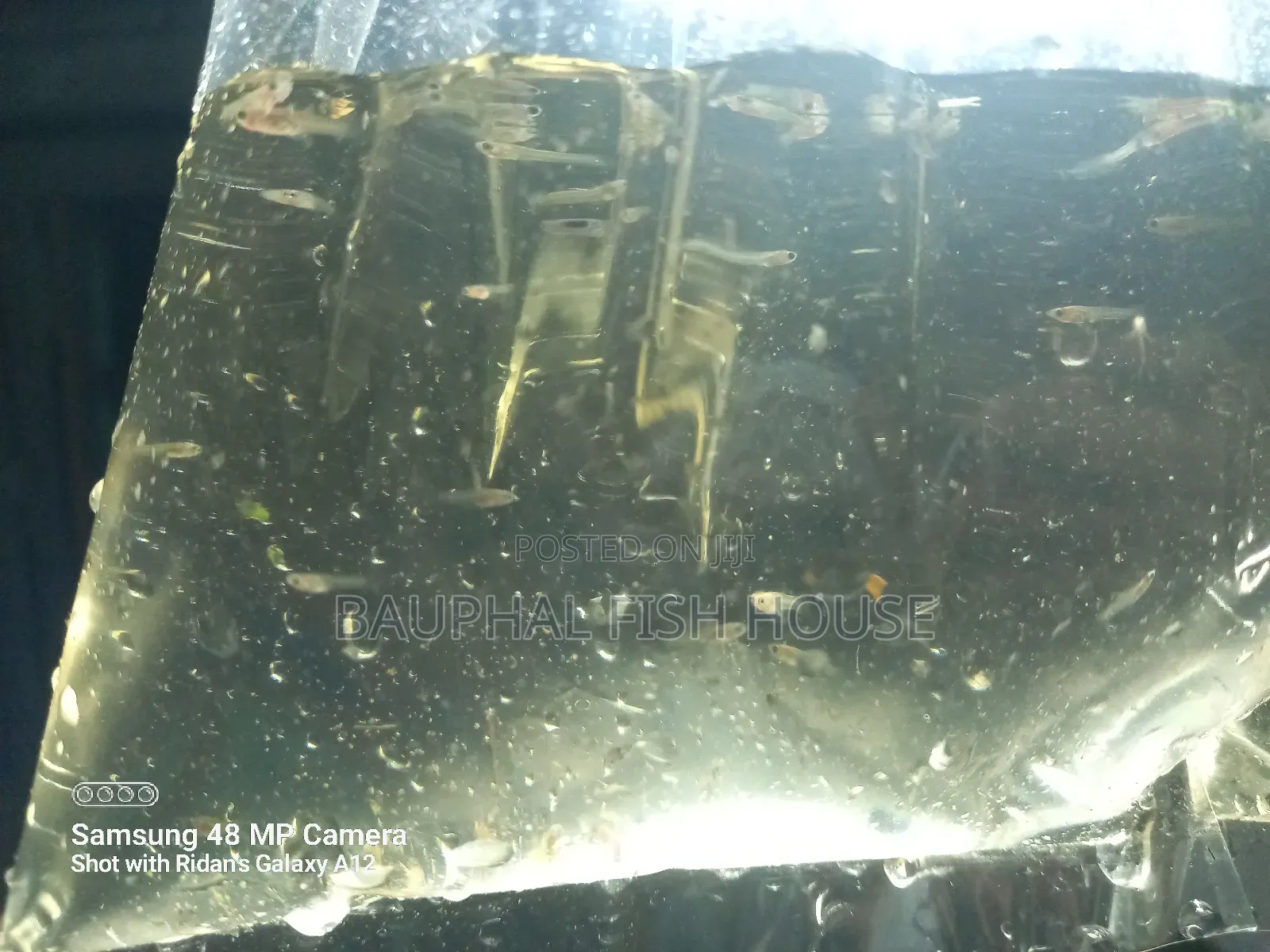 Guppy Fry 0-20 ( 500 Pcs)