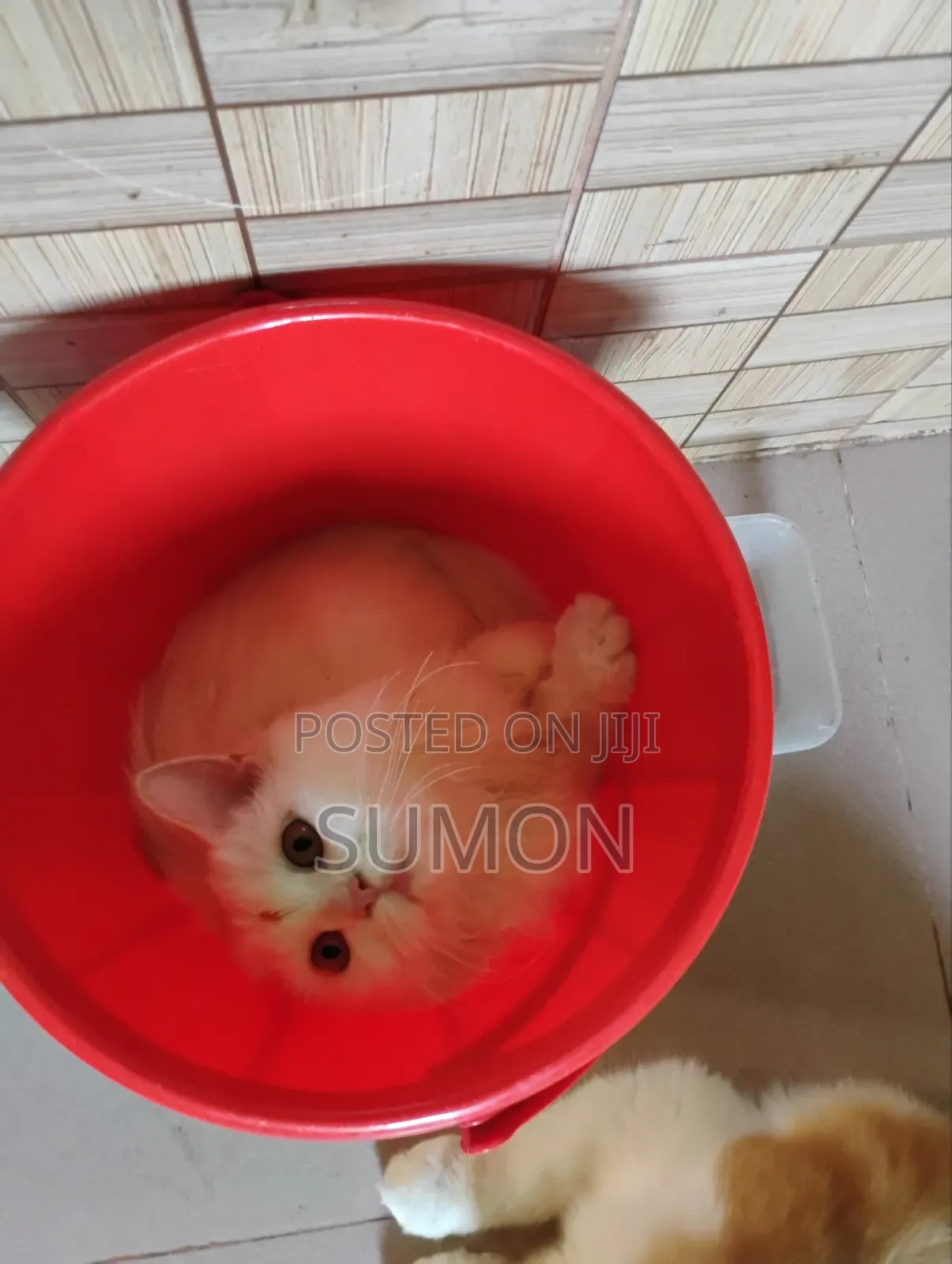 3-6 Months Female Purebred Persian