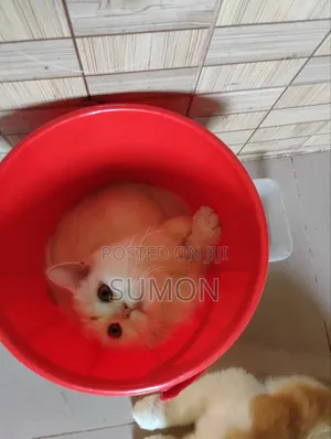 3-6 Months Female Purebred Persian