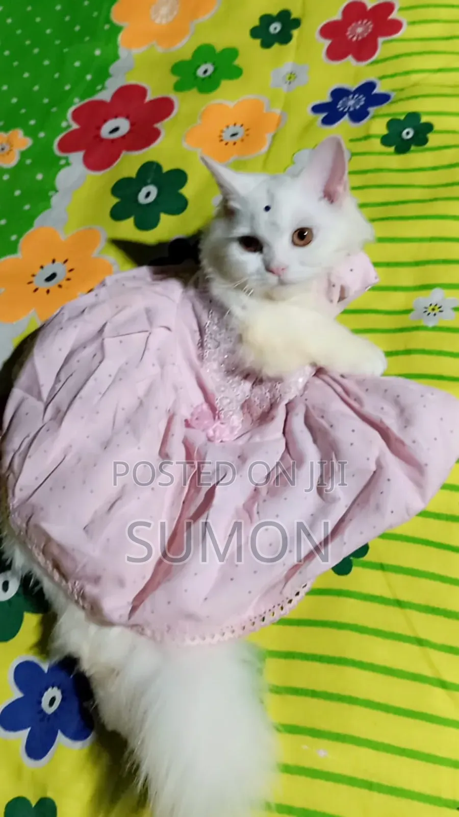 3-6 Months Female Purebred Persian