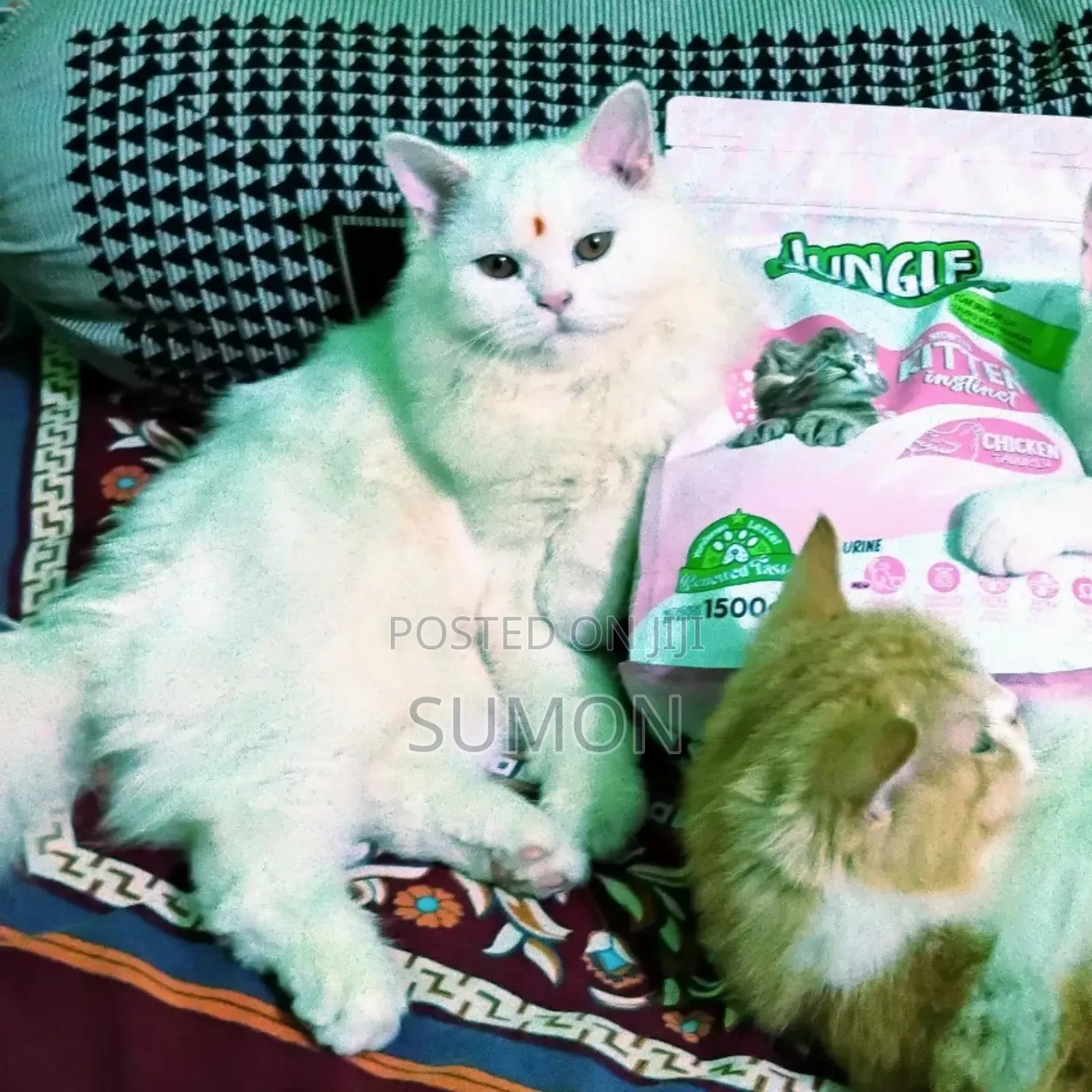 3-6 Months Female Purebred Persian