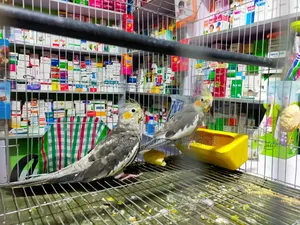 Photo - Cockatiel Male / Female Confrom