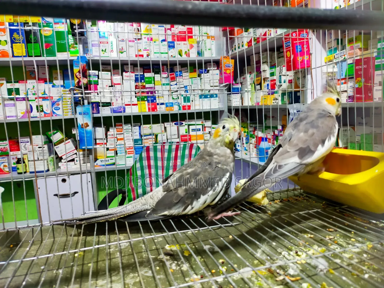 Cockatiel Male / Female Confrom