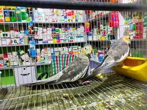 Cockatiel Male / Female Confrom