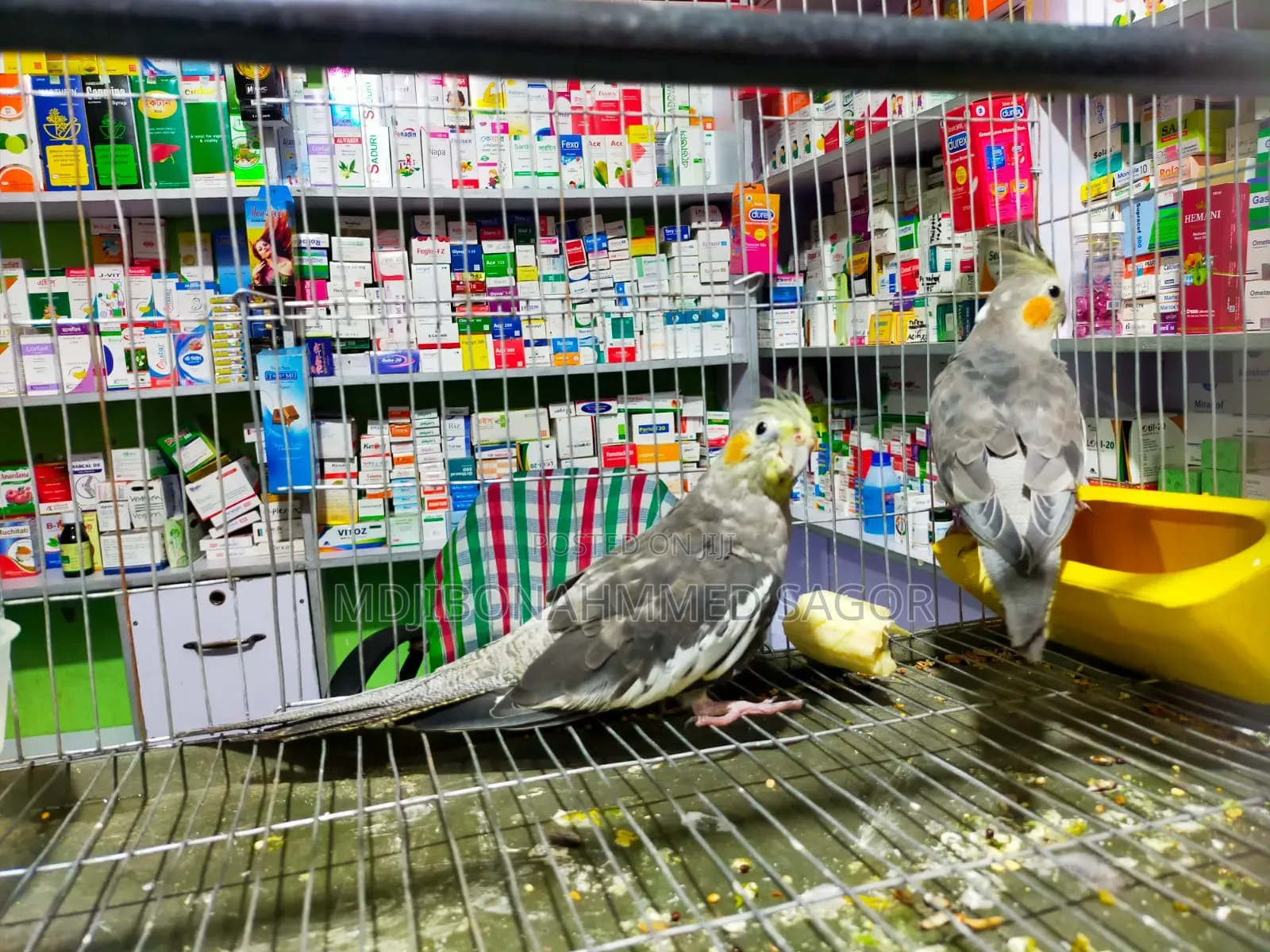 Cockatiel Male / Female Confrom