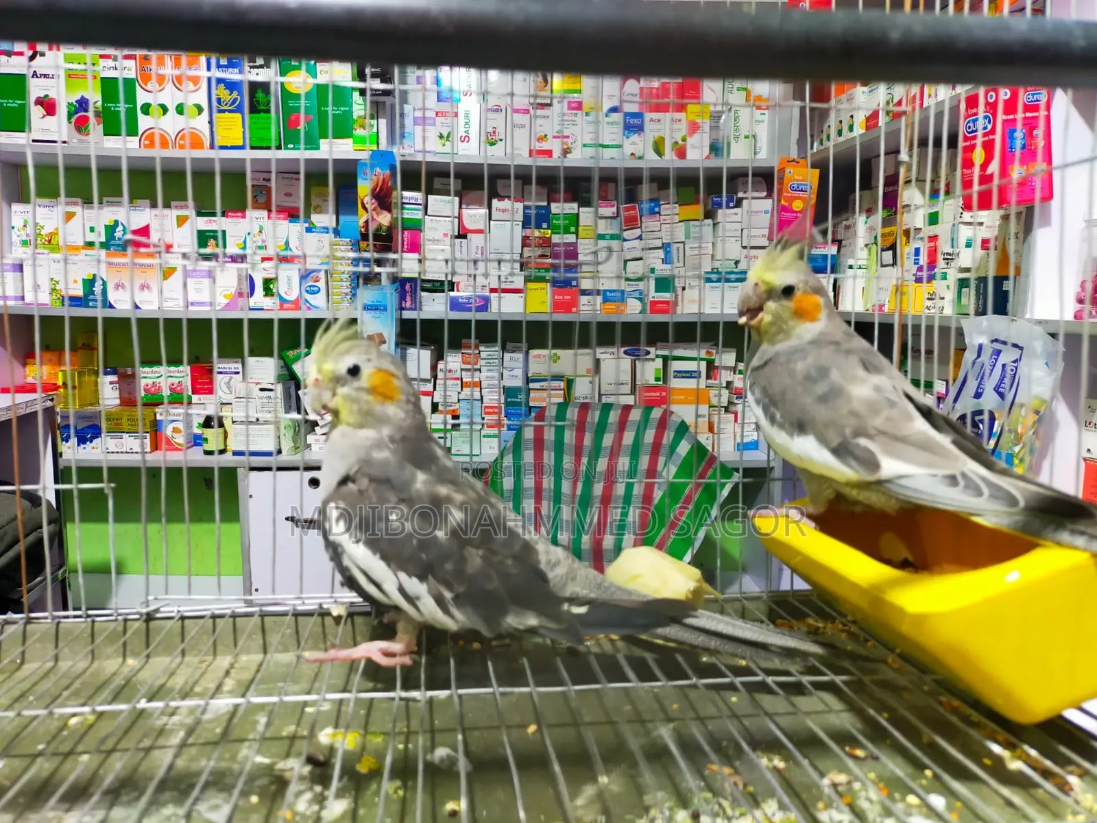 Cockatiel Male / Female Confrom
