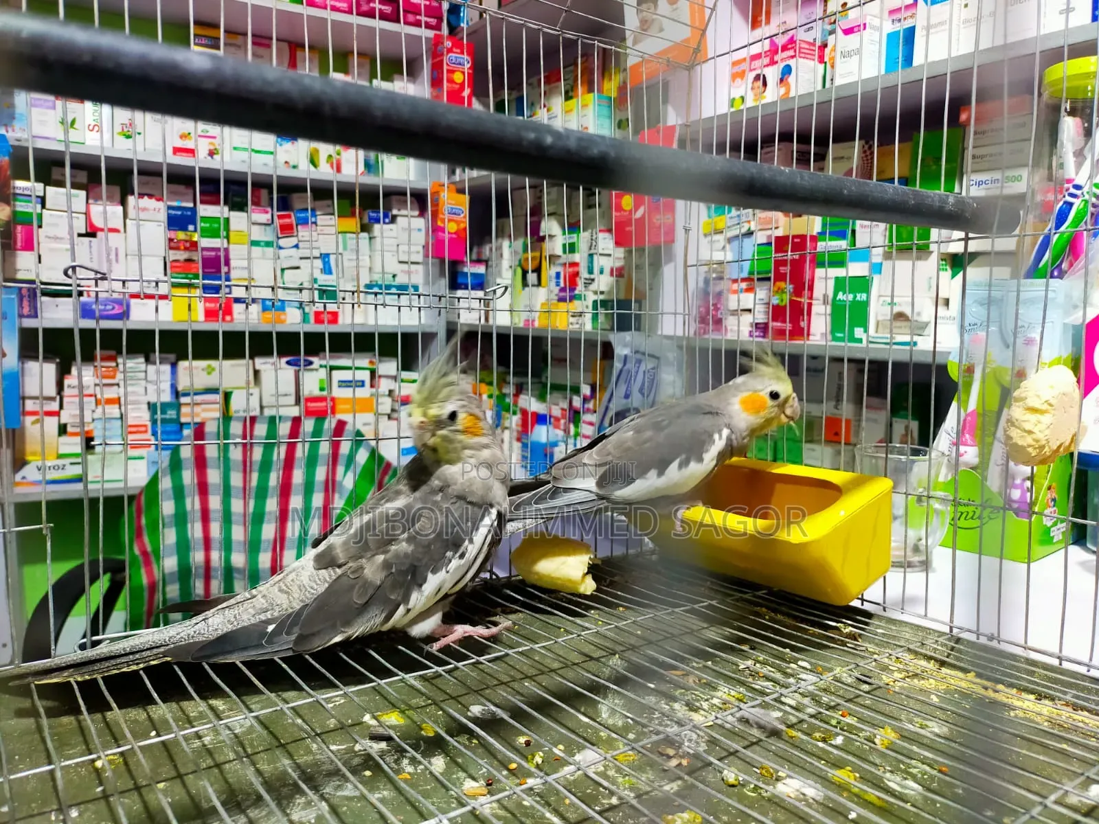 Cockatiel Male / Female Confrom