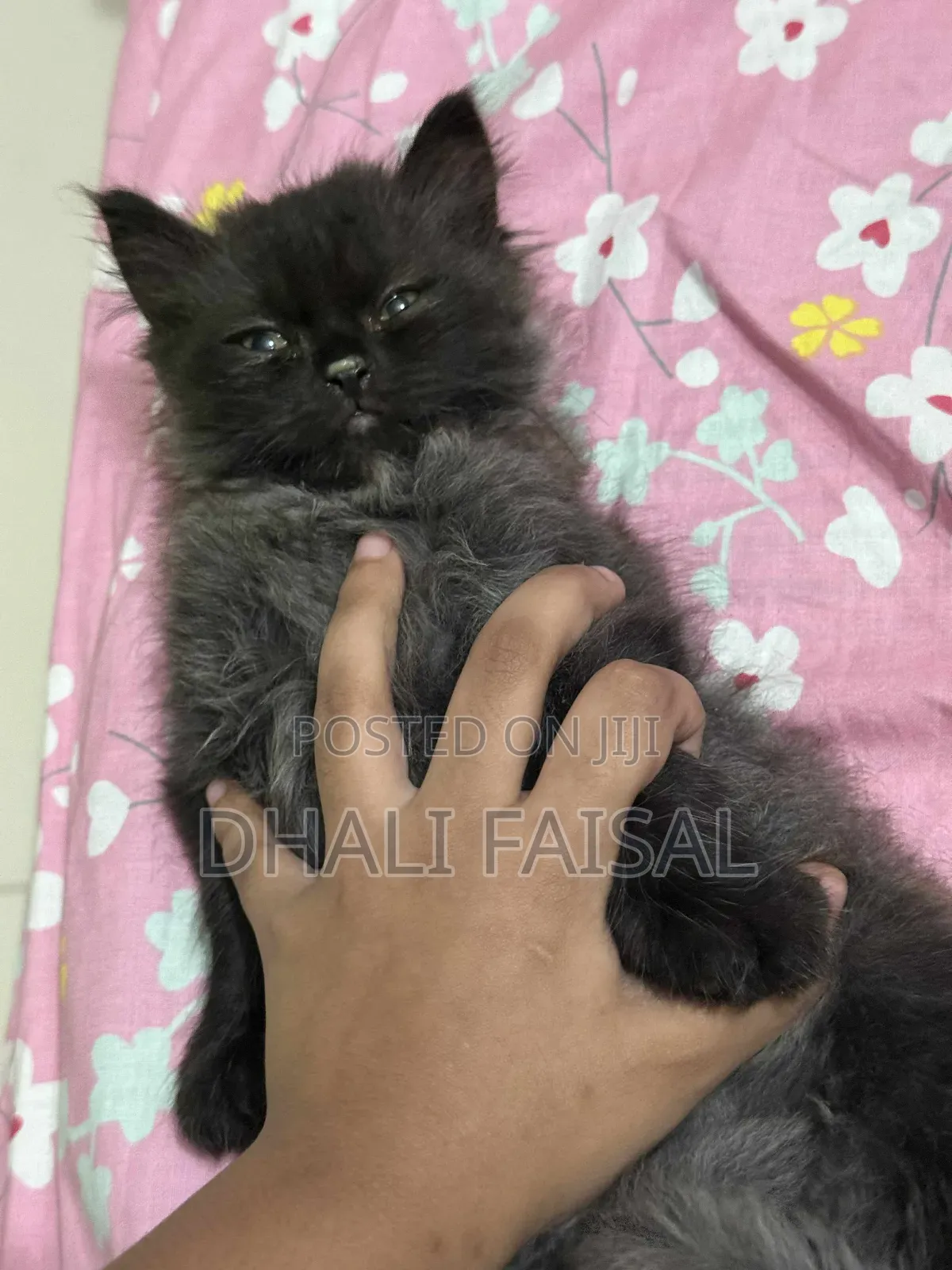 1-3 Months Female Purebred Persian