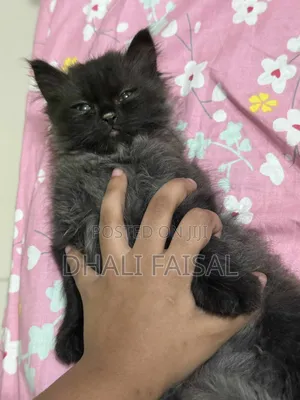 Photo - 1-3 Months Female Purebred Persian