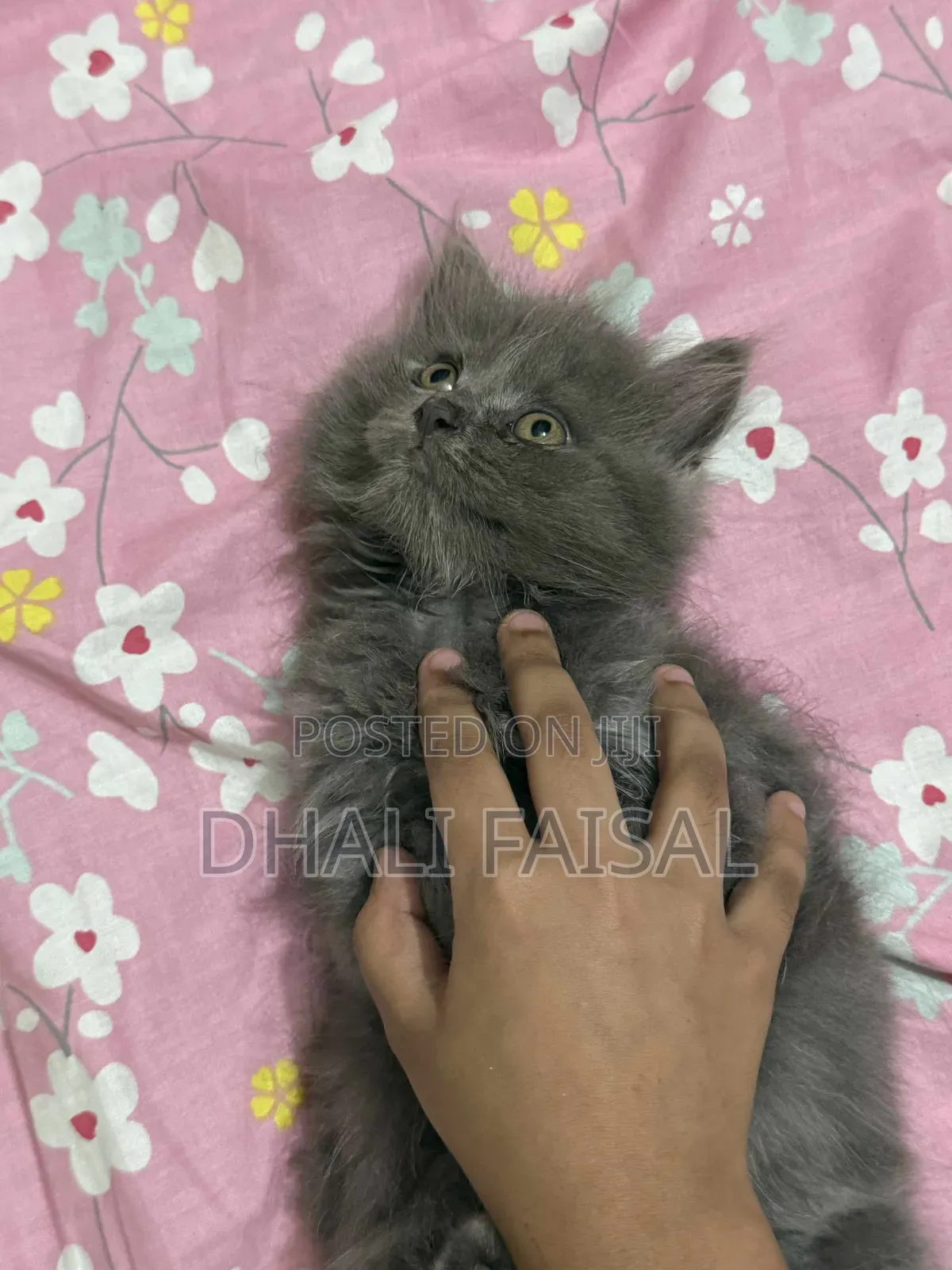 1-3 Months Female Purebred Persian