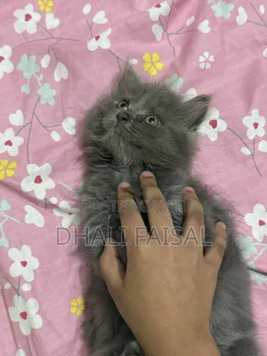 1-3 Months Female Purebred Persian