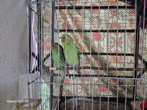 Photo - Budgrigar Bird Pair