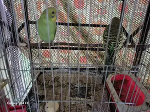 Budgrigar Bird Pair