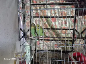 Budgrigar Bird Pair